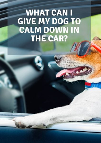 what can i give my dog to calm down in the car