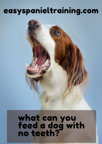 what can you feed a dog with no teeth what can you feed a dog with no teeth