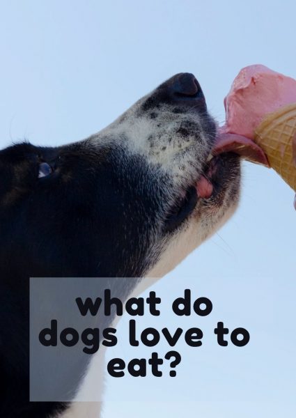 what do dogs love to eat