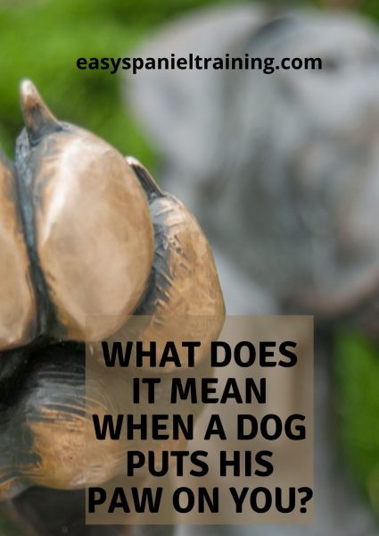 what does it mean when a dog puts his paw on you