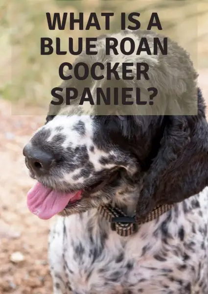 what is a blue roan cocker spaniel