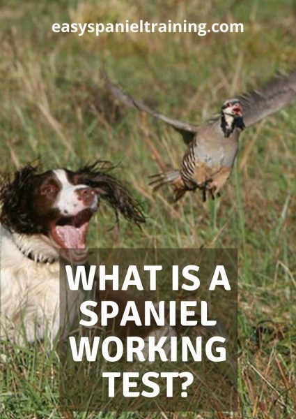 what is a spaniel working test what is a spaniel working test