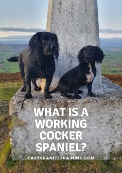 what is a working cocker spaniel