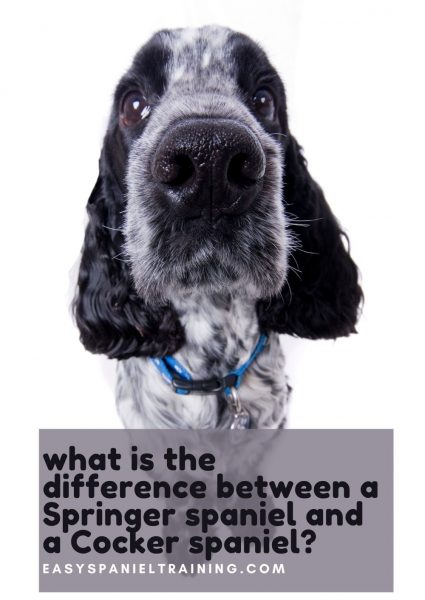 what is the difference between a Springer spaniel and a Cocker spaniel