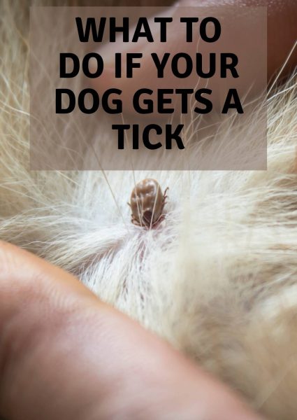 what to do if your dog gets a tick