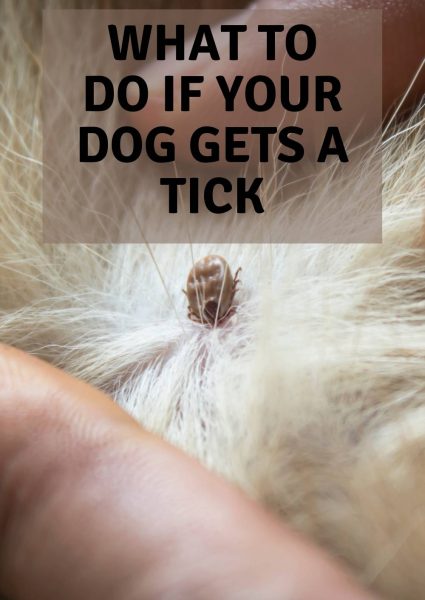 what to do if your dog gets a tick what to do if your dog gets a tick