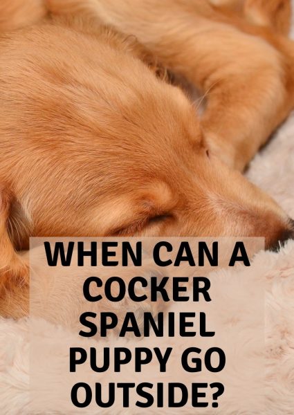 when can a cocker spaniel puppy go outside when can a cocker spaniel puppy go outside