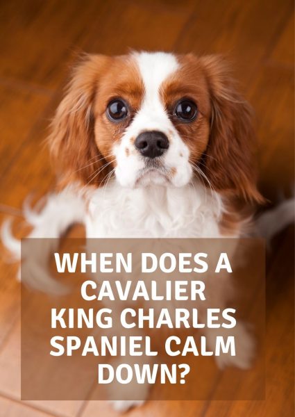 when does a cavalier king charles spaniel calm down