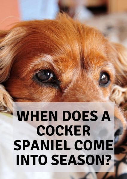 when does a cocker spaniel come into season when does a cocker spaniel come into season
