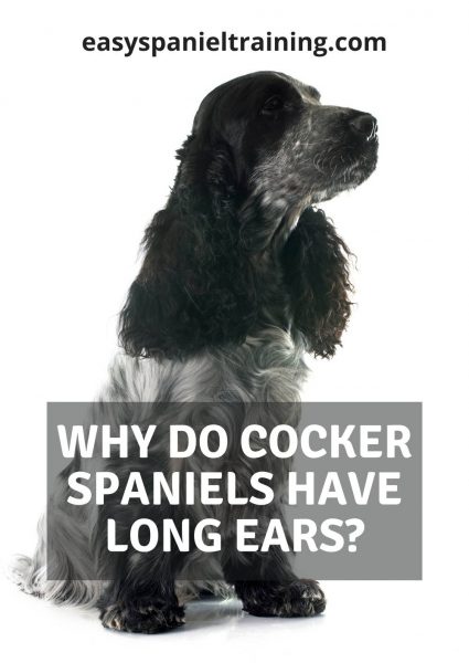 why do cocker spaniels have long ears why do cocker spaniels have long ear