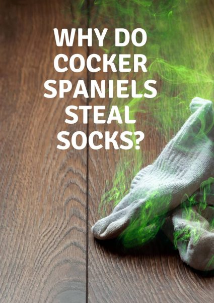 why do cocker spaniels steal socks_ why do cocker spaniels steal sock