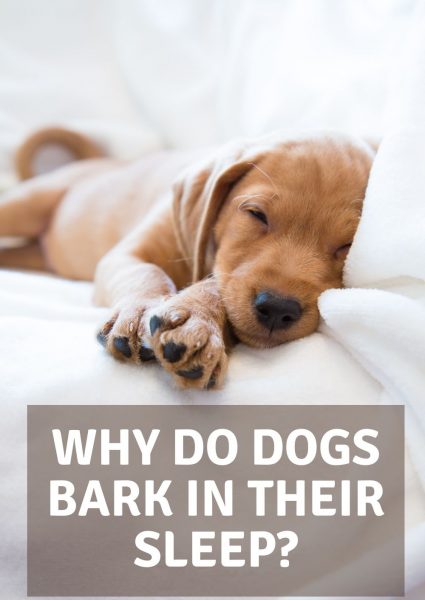 why do dogs bark in their sleep