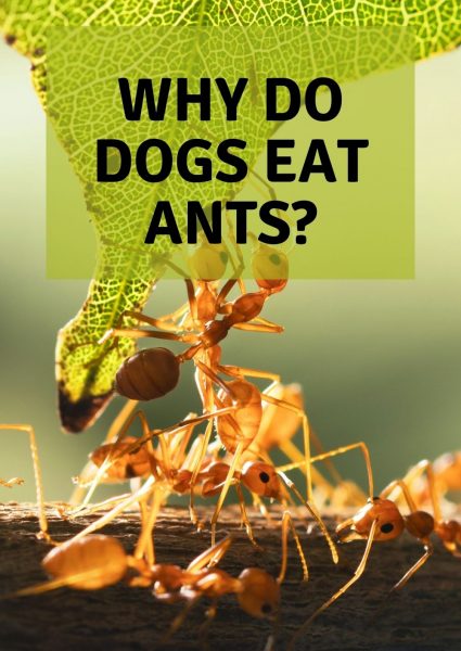 why do dogs eat ants why do dogs eat ants
