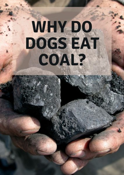 why do dogs eat coal why do dogs eat coal
