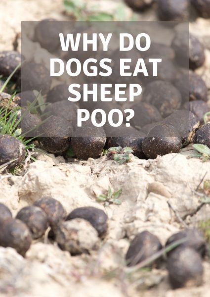 why do dogs eat sheep poo why do dogs eat sheep poo