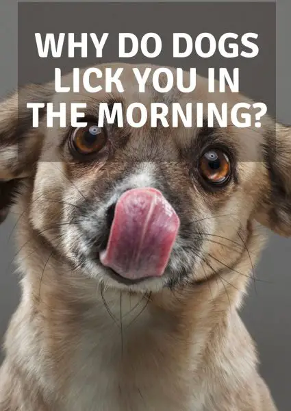 why do dogs lick you in the morning