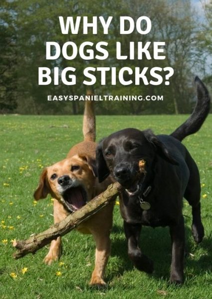 why do dogs like big sticks
