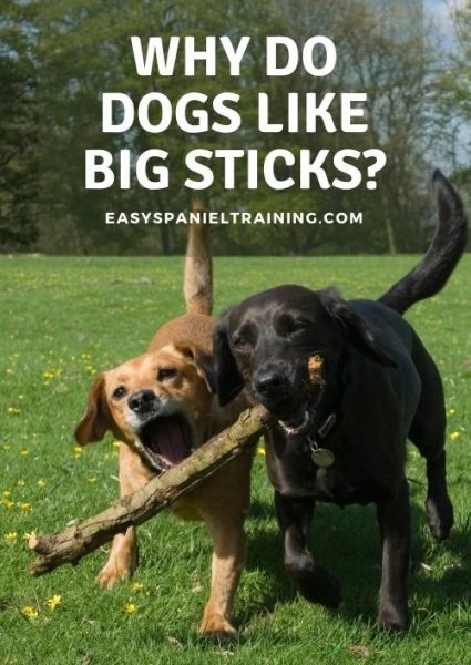 why do dogs like big sticks why do dogs like big sticks
