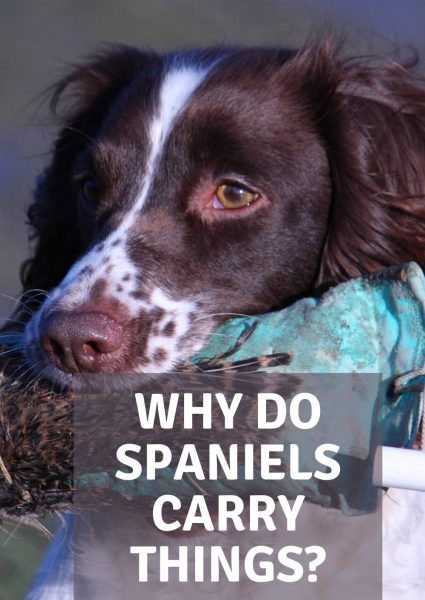 why do spaniels carry things_ why do spaniels carry things