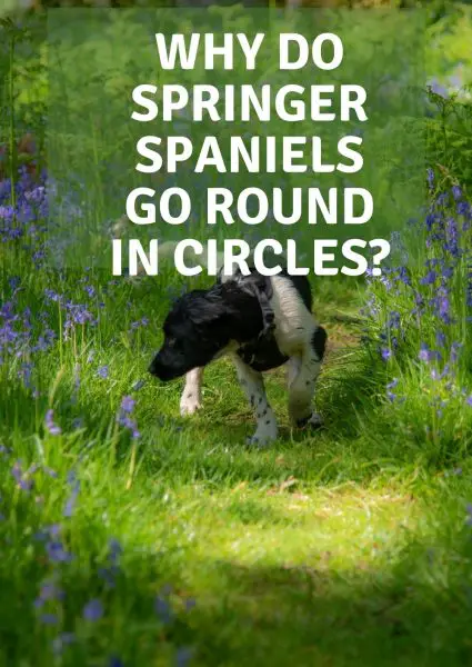 why do springer spaniels go round in circles