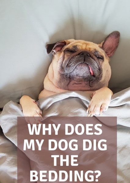 why does my dog dig the bedding why does my dog dig the bedding