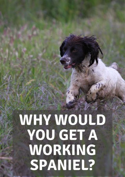 why would you get a working spaniel why would you get a working spaniel