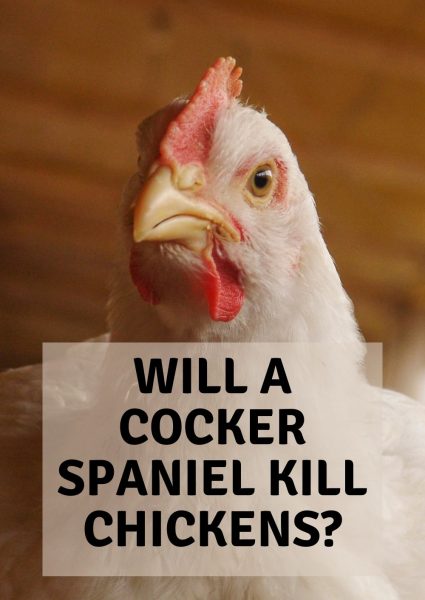 will a cocker spaniel kill chickens will a cocker spaniel kill chickens