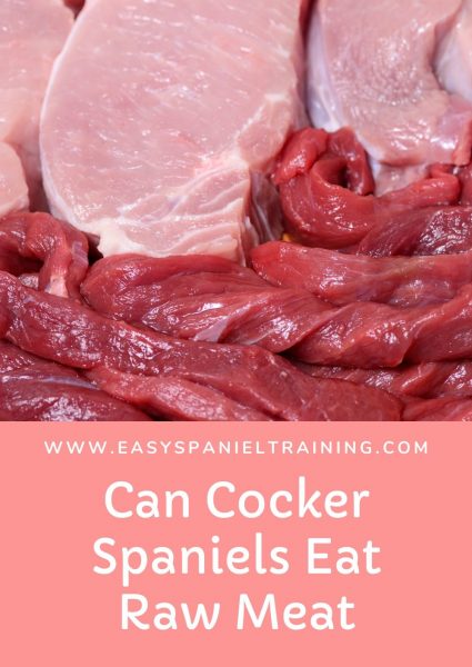 can cocker spaniels eat raw meat