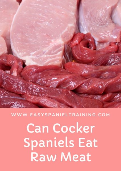 www.easyspanieltraining.com can cocker spaniels eat raw meat